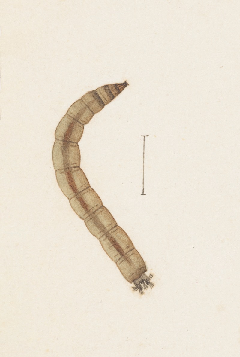 Entomology watercolour Pl.015 by George Hudson — digital art print download