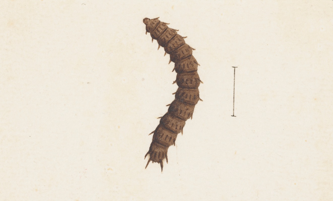 Entomology watercolour Pl.016 by George Hudson — digital art print download