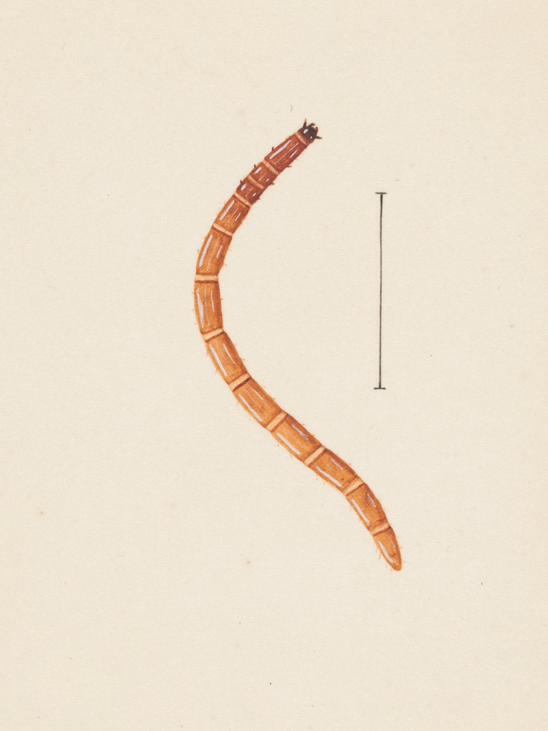 Entomology watercolour Pl.017 by George Hudson — digital art print download