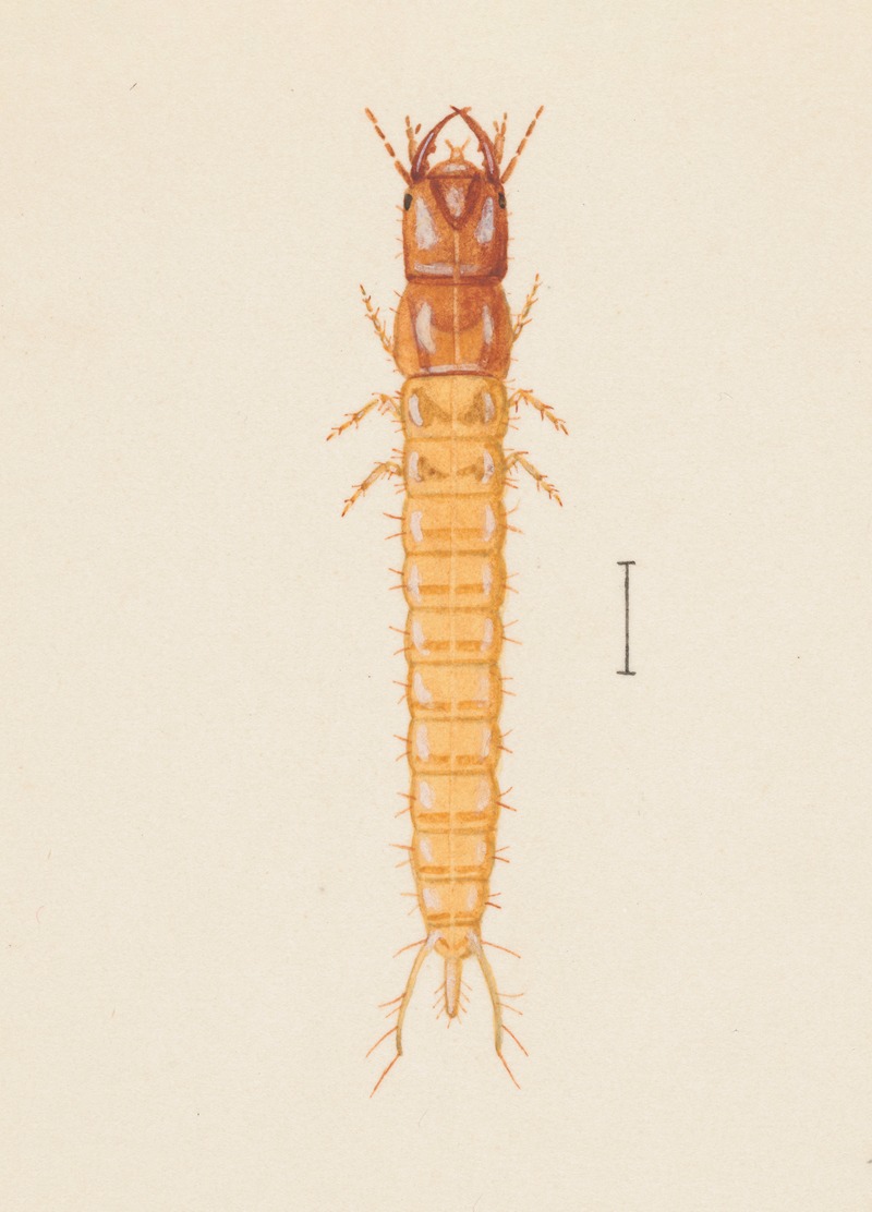 Entomology watercolour Pl.020 by George Hudson — digital art print download