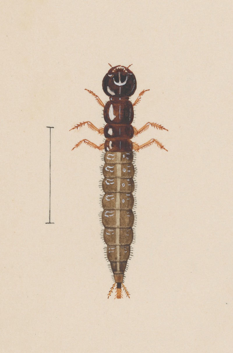 Entomology watercolour Pl.021 — George Hudson