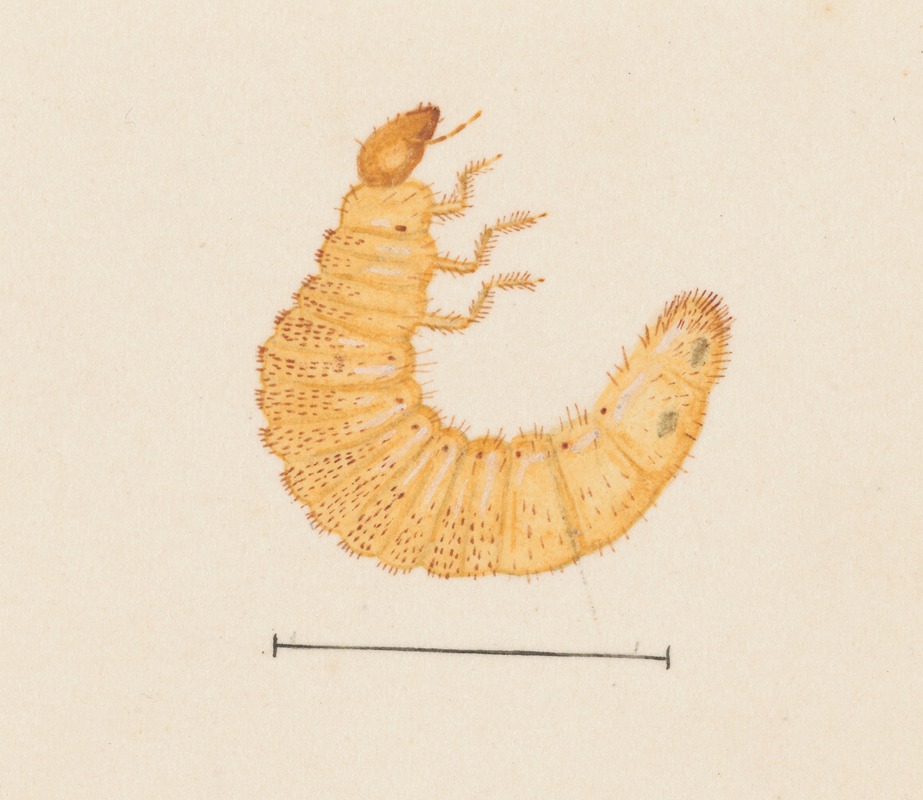 Entomology watercolour Pl.022 by George Hudson — digital art print download