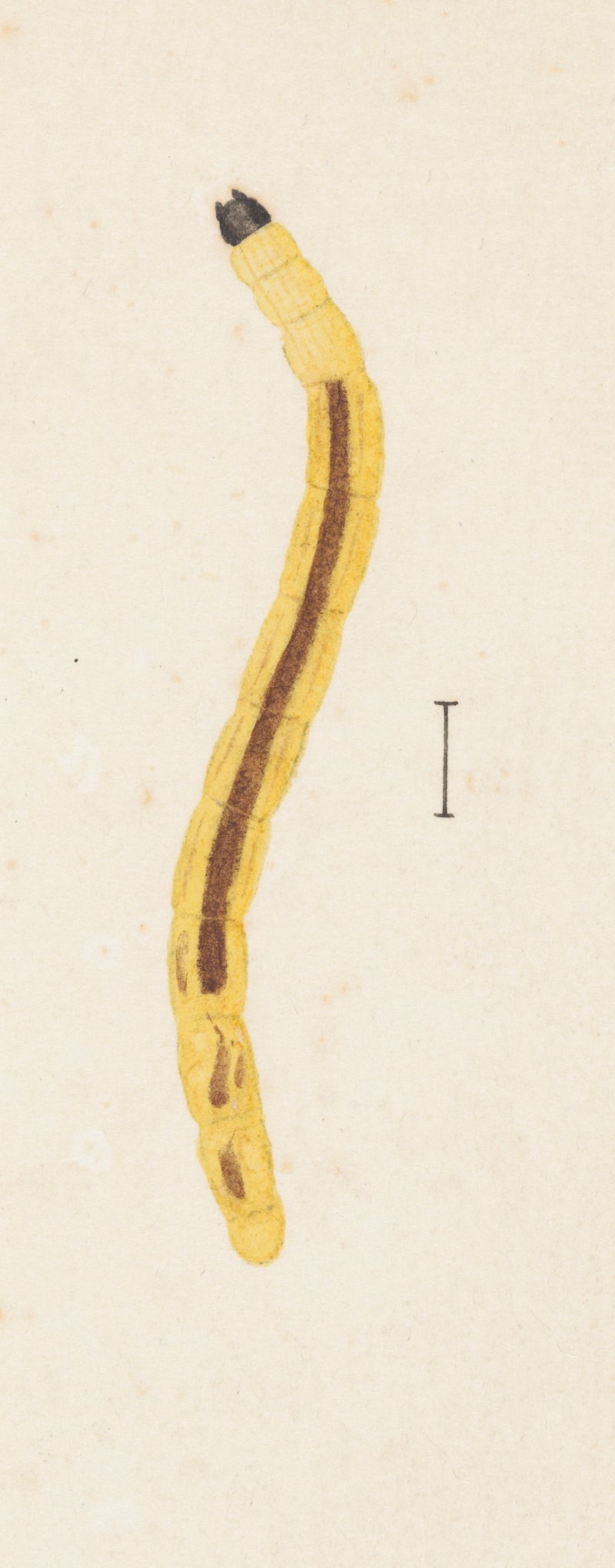 Entomology watercolour Pl.023 — George Hudson