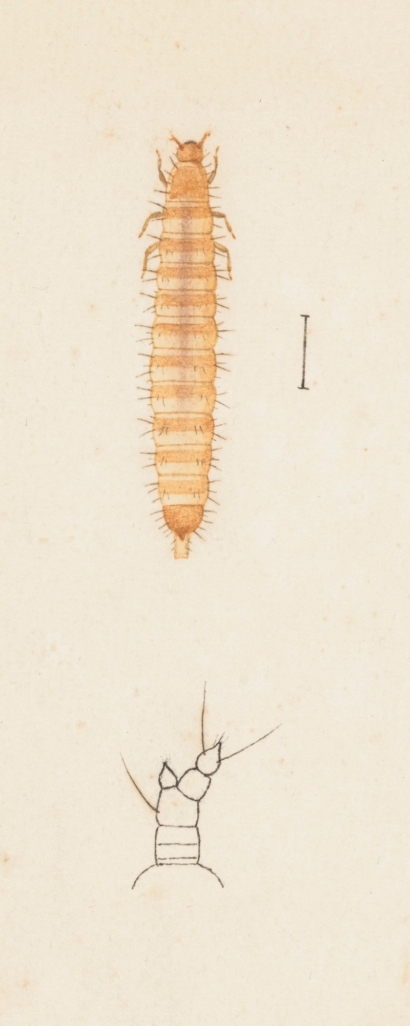 Entomology watercolour Pl.024 by George Hudson — digital art print download