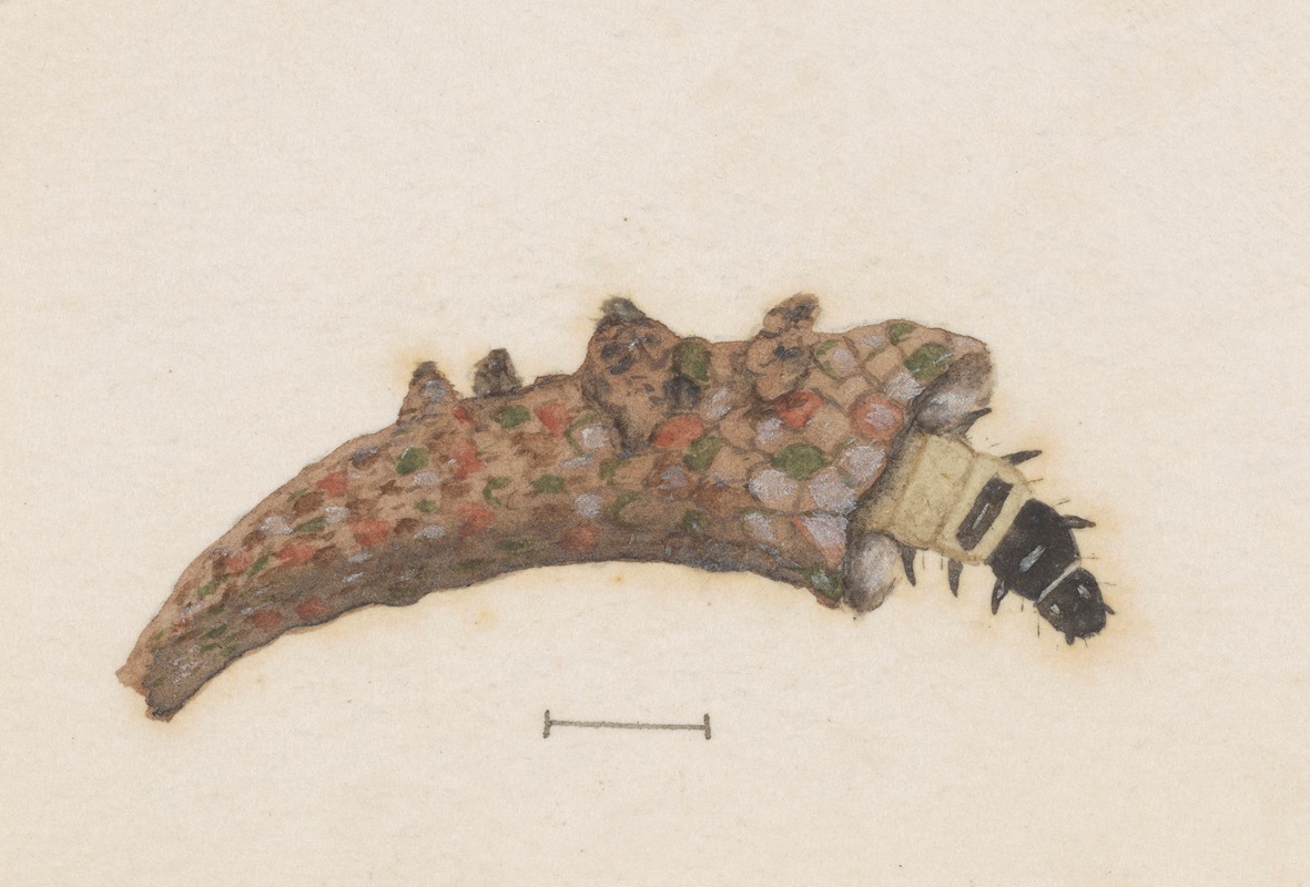 Entomology watercolour Pl.025 — George Hudson