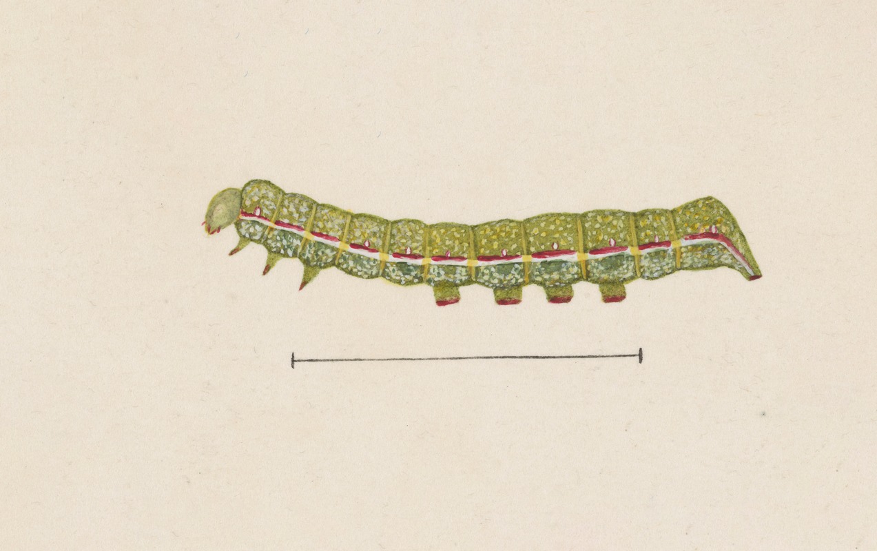 Entomology watercolour Pl.026 by George Hudson — digital art print download
