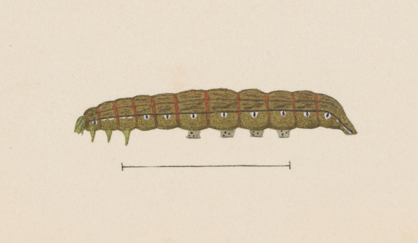 Entomology watercolour Pl.028 by George Hudson — digital art print download