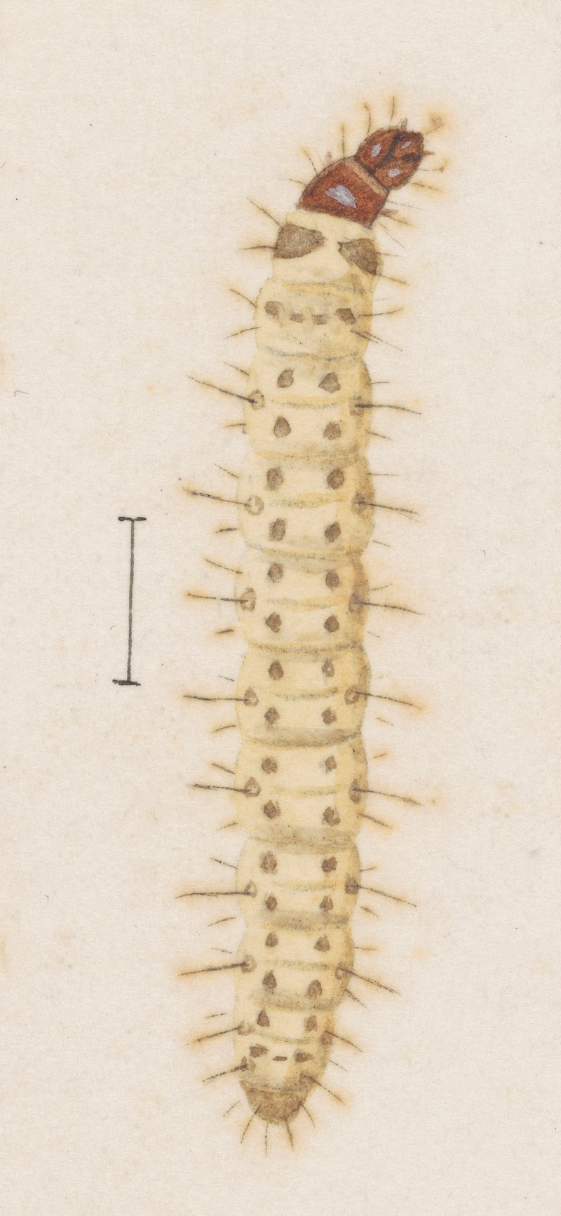 Entomology watercolour Pl.030 by George Hudson — digital art print download