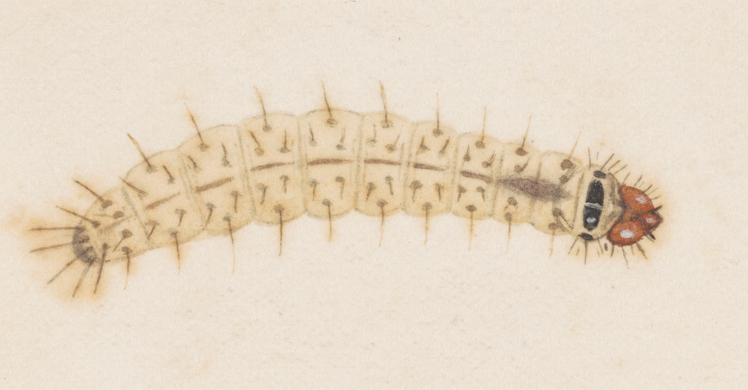 Entomology watercolour Pl.032 by George Hudson — digital art print download