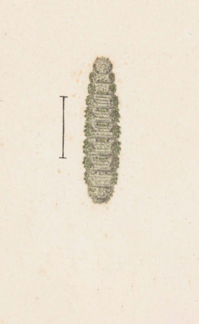 Entomology watercolour Pl.033 by George Hudson — digital art print download
