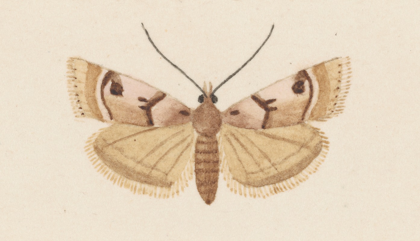 Entomology watercolour Pl.034 by George Hudson — digital art print download