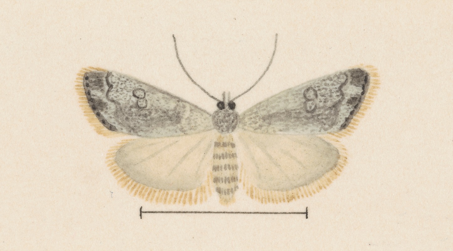Entomology watercolour Pl.035 by George Hudson — digital art print download