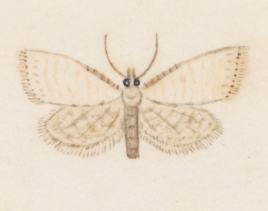 Entomology watercolour Pl.036 by George Hudson — digital art print download