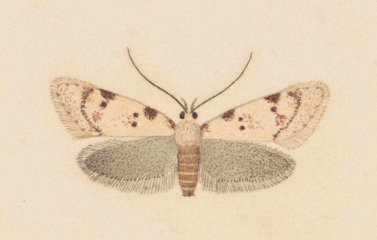 Entomology watercolour Pl.037 by George Hudson — digital art print download