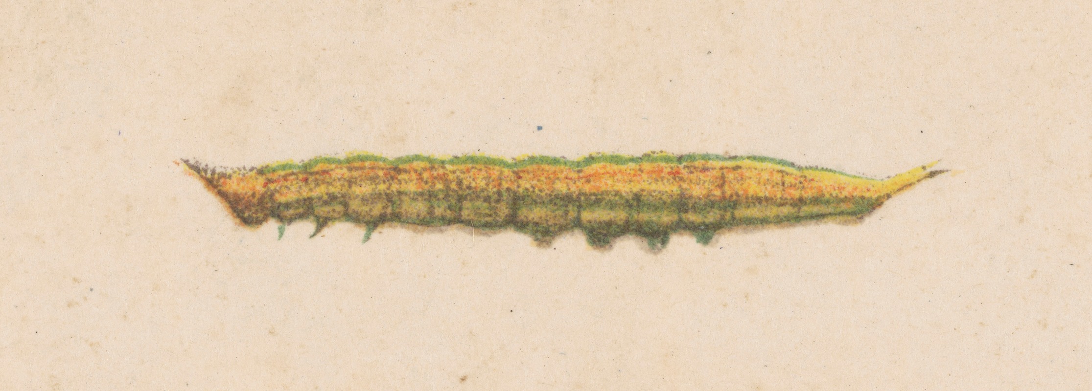 Entomology watercolour Pl.038 — George Hudson