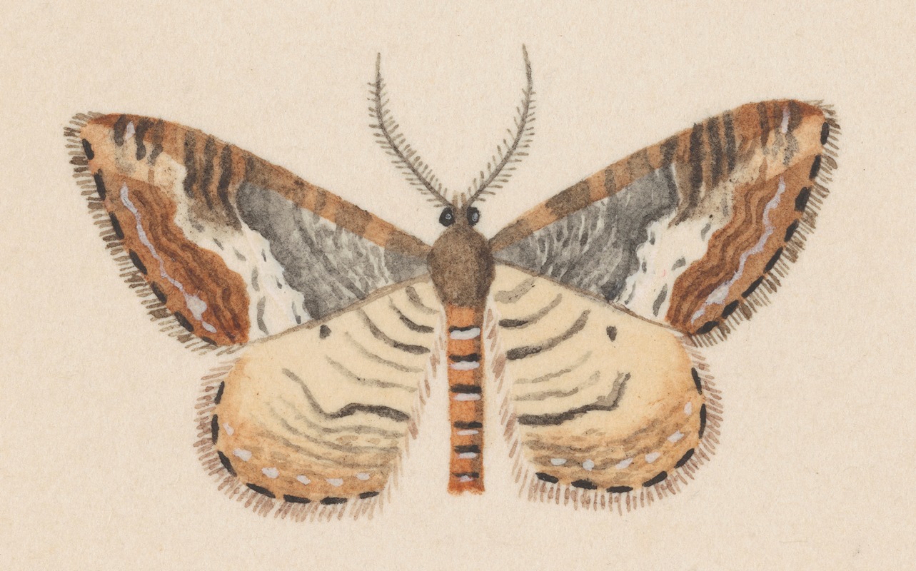 Entomology watercolour Pl.039 — George Hudson