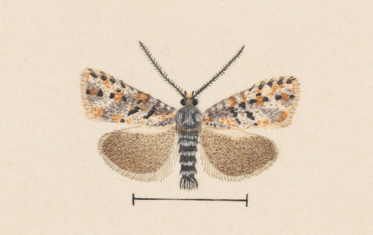 Entomology watercolour Pl.042 by George Hudson — digital art print download