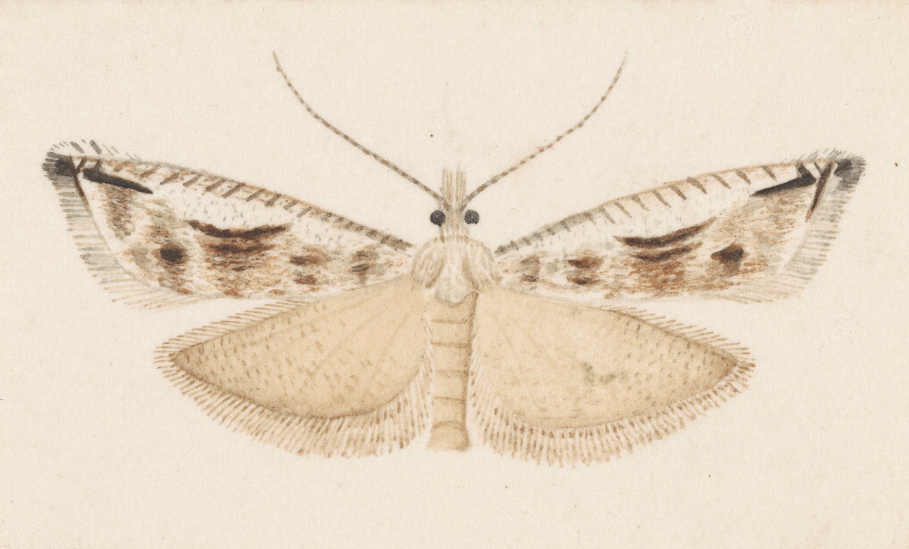 Entomology watercolour Pl.043 by George Hudson — digital art print download