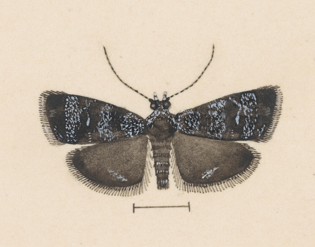 Entomology watercolour Pl.044 by George Hudson — digital art print download