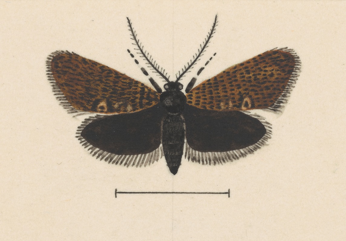 Entomology watercolour Pl.045 by George Hudson — digital art print download