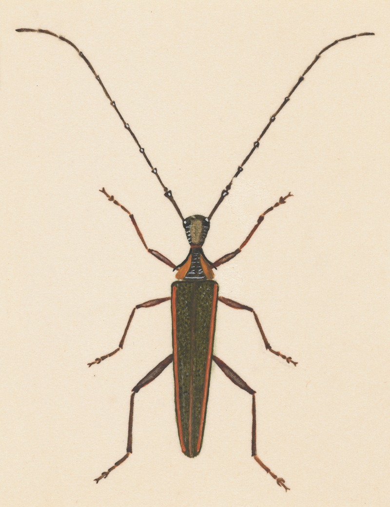 Entomology watercolour Pl.046 — George Hudson
