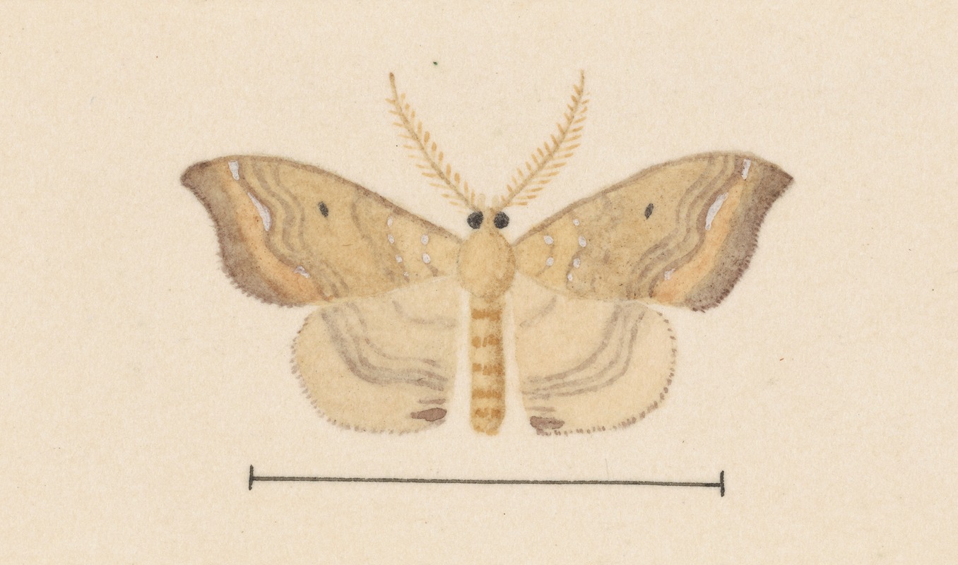 Entomology watercolour Pl.050 — George Hudson