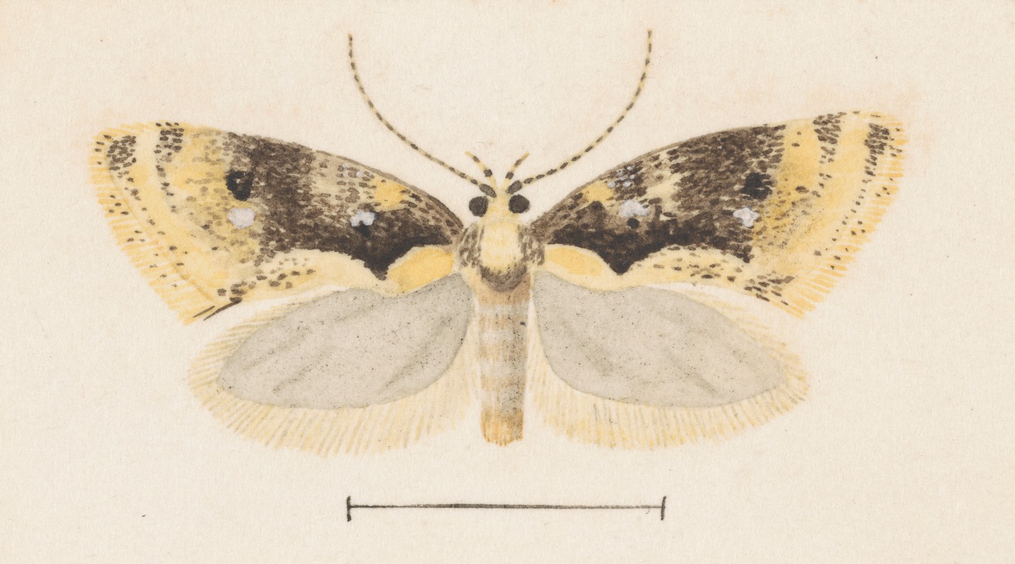 Entomology watercolour Pl.051 — George Hudson