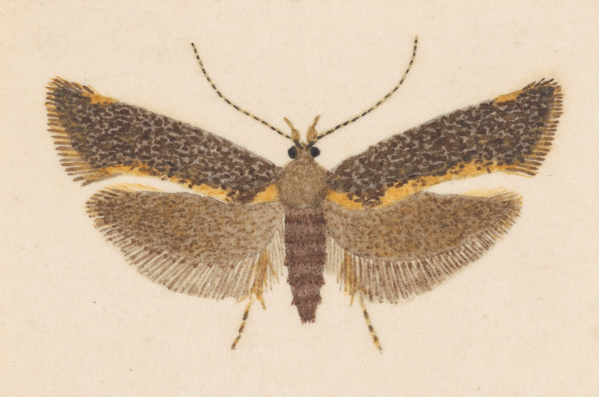 Entomology watercolour Pl.053 by George Hudson — digital art print download