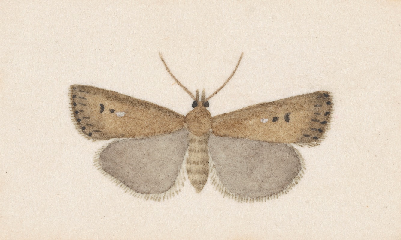 Entomology watercolour Pl.054 by George Hudson — digital art print download