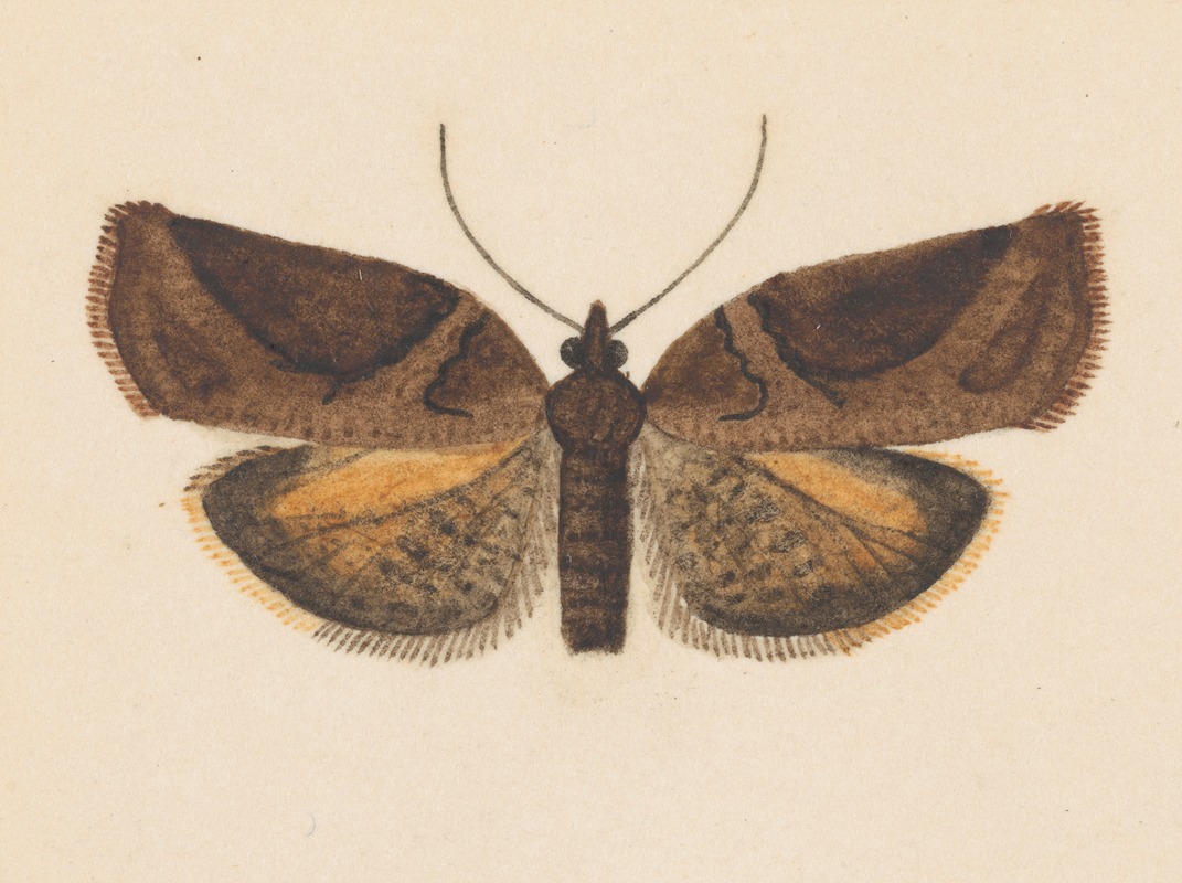 Entomology watercolour Pl.056 — George Hudson
