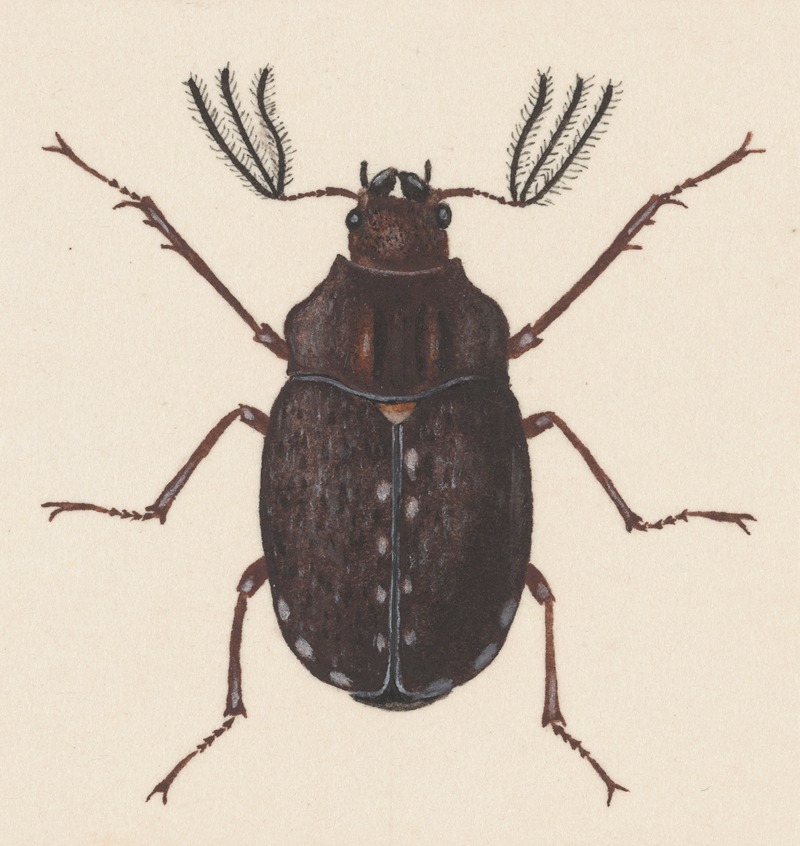 Entomology watercolour Pl.058 by George Hudson — digital art print download