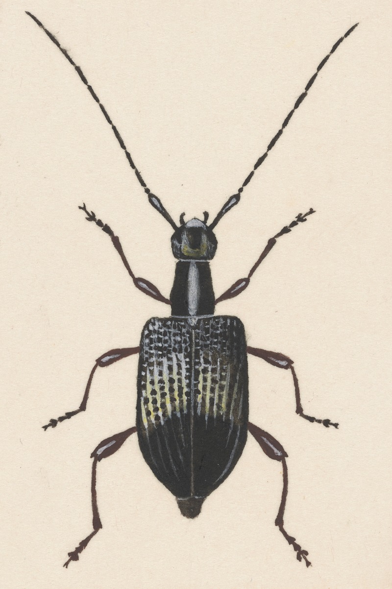 Entomology watercolour Pl.060 by George Hudson — digital art print download