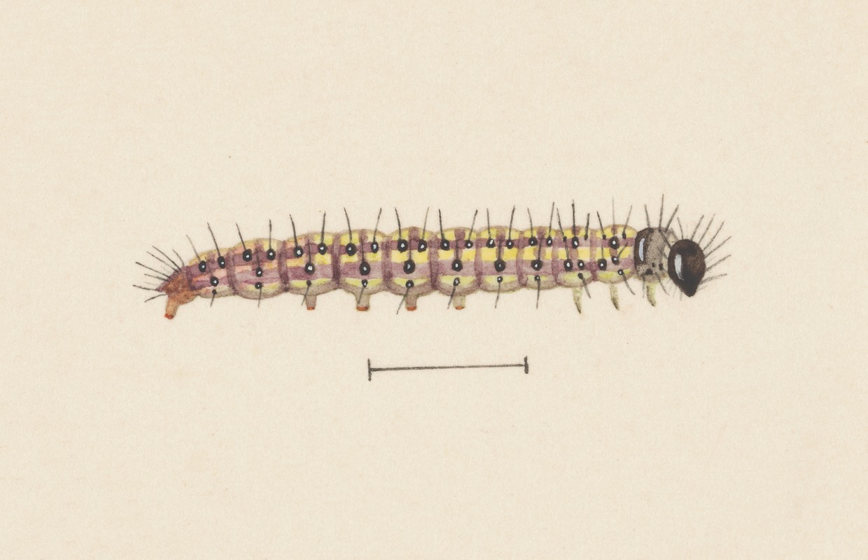 Entomology watercolour Pl.061 by George Hudson — digital art print download