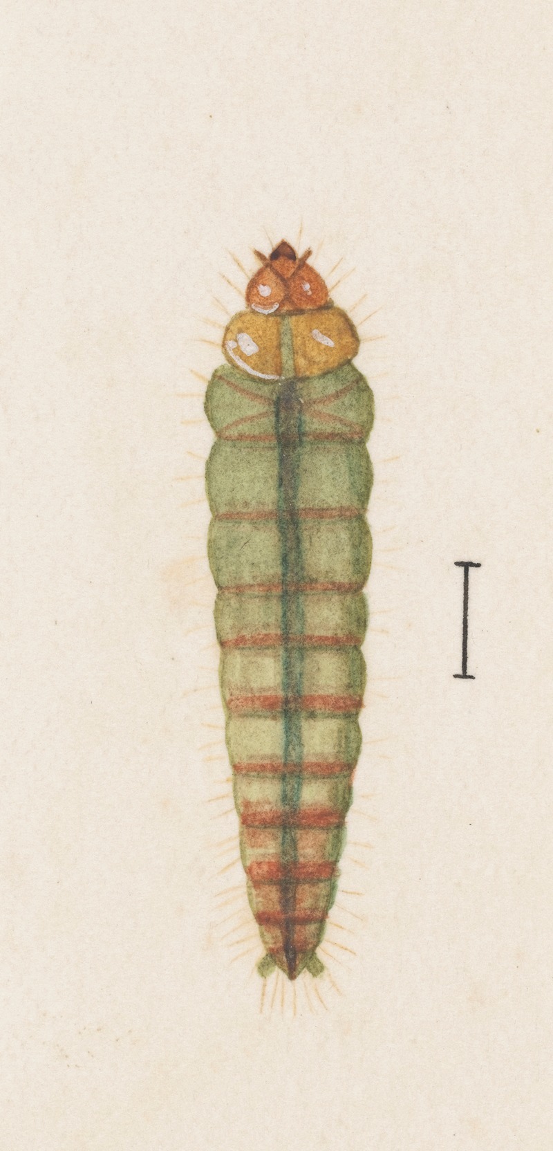 Entomology watercolour Pl.063 by George Hudson — digital art print download