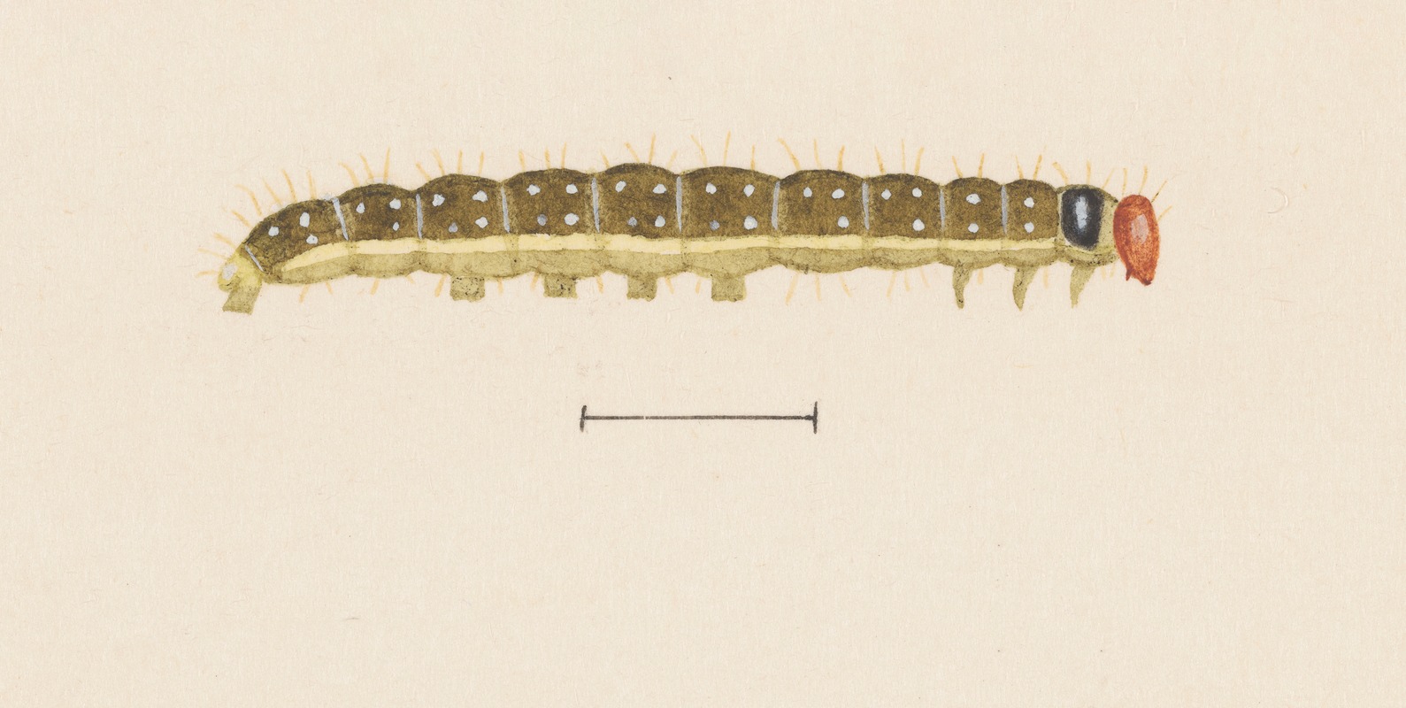 Entomology watercolour Pl.064 by George Hudson — digital art print download
