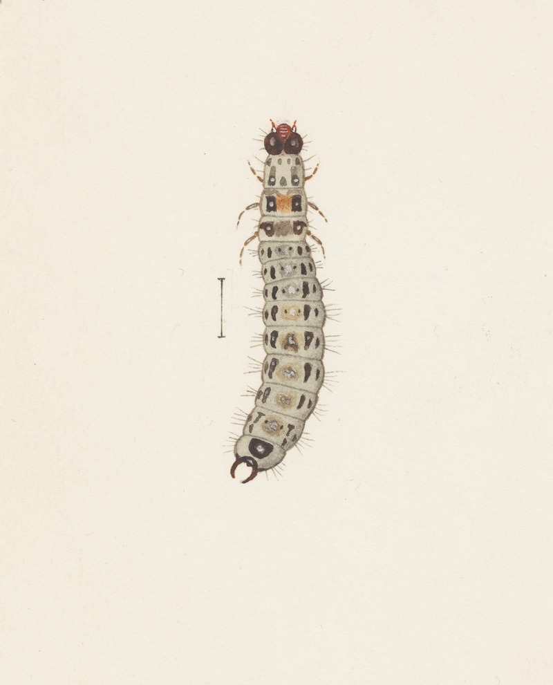 Entomology watercolour Pl.065 by George Hudson — digital art print download