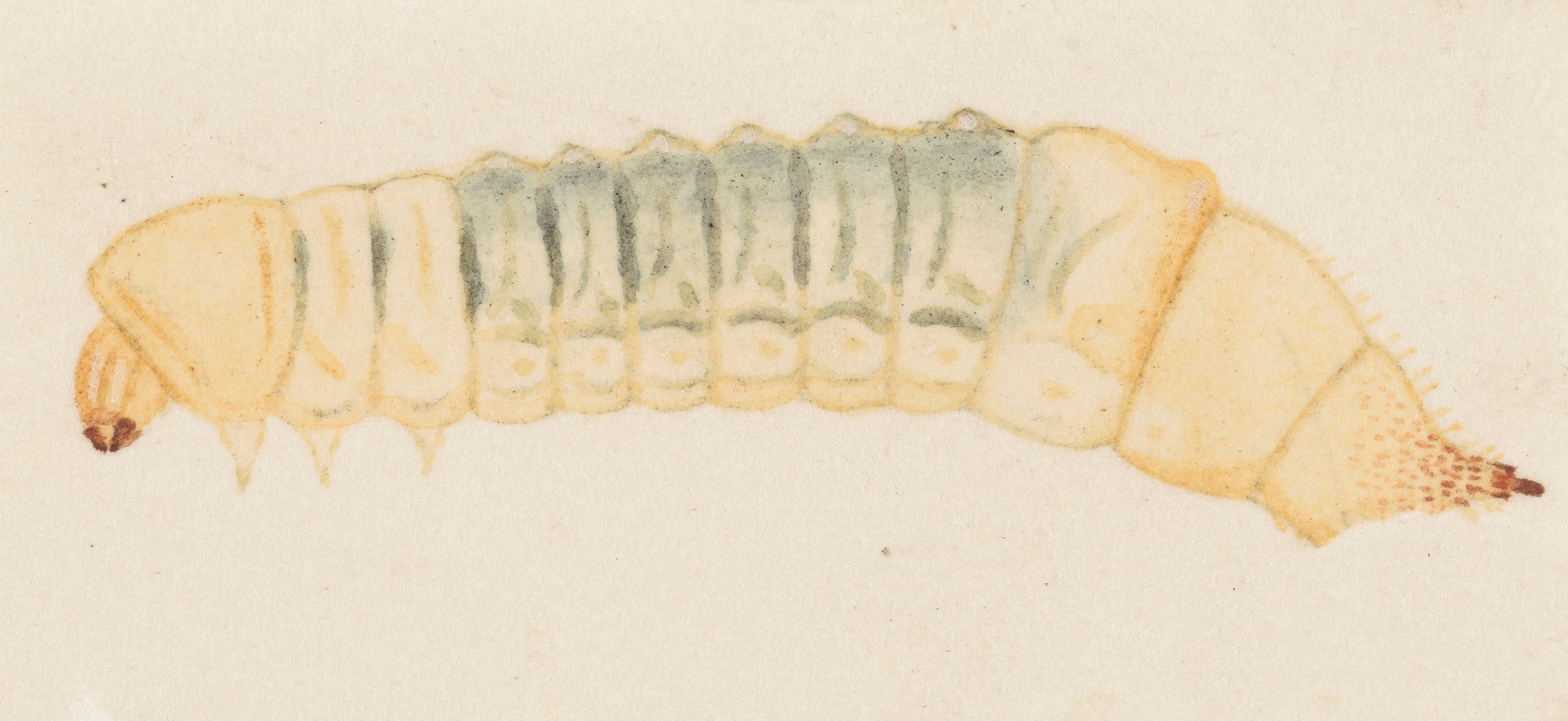 Entomology watercolour Pl.066 — George Hudson