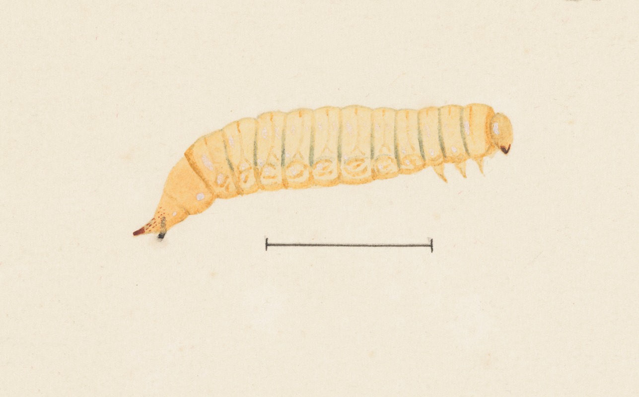 Entomology watercolour Pl.067 by George Hudson — digital art print download