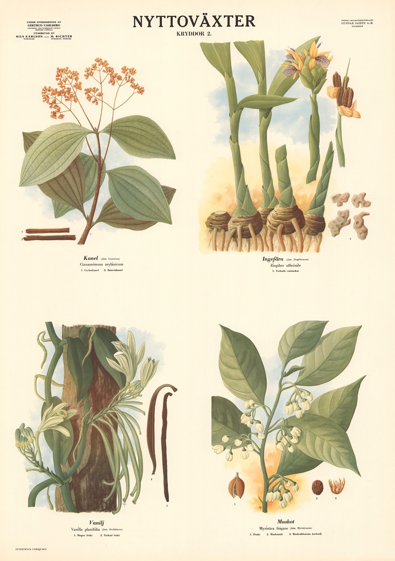 Spices by Макс Рихтер, 1956 — digital art print download