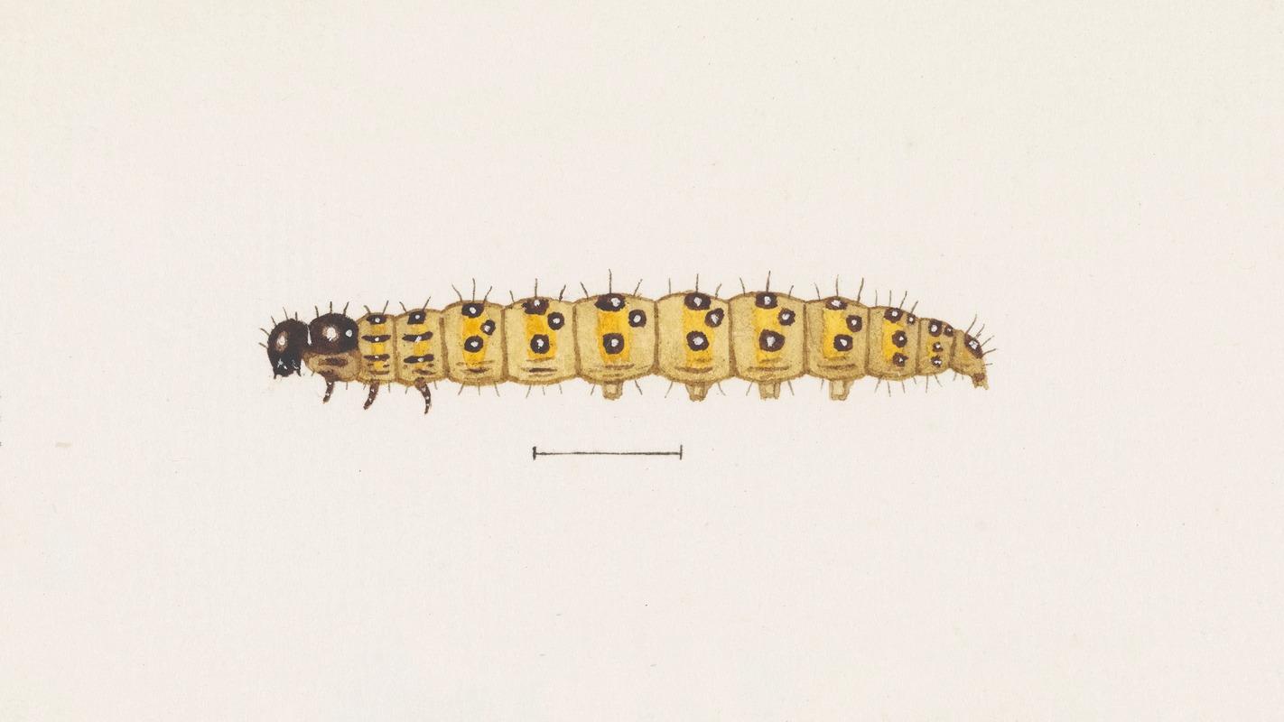 Entomology watercolour Pl.073 by George Hudson — digital art print download