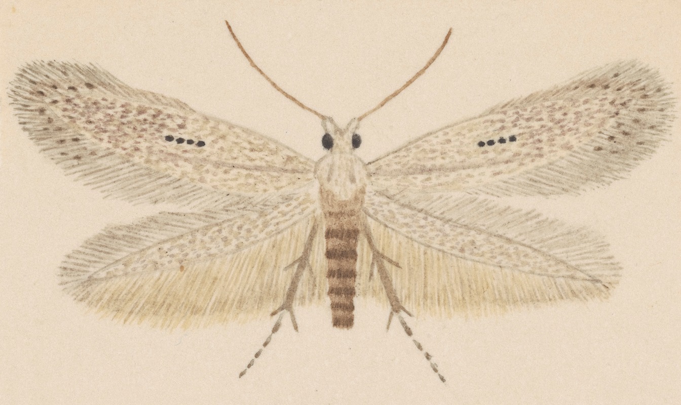 Entomology watercolour Pl.077 by George Hudson — digital art print download