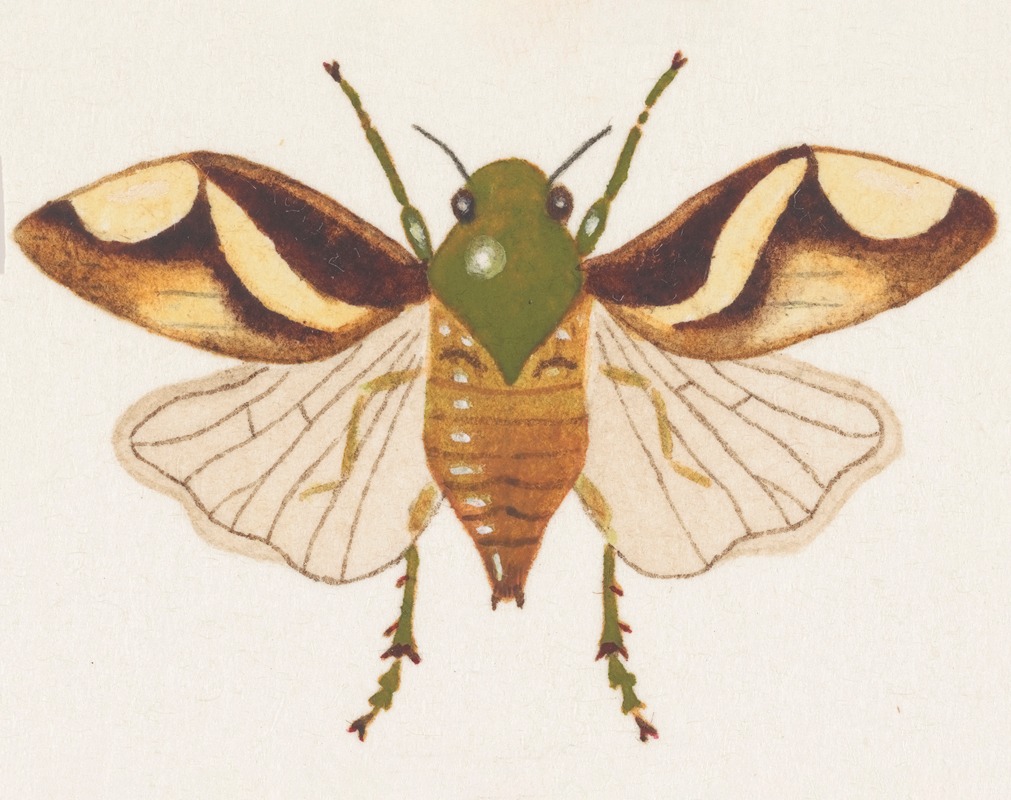 Entomology watercolour Pl.078 — George Hudson