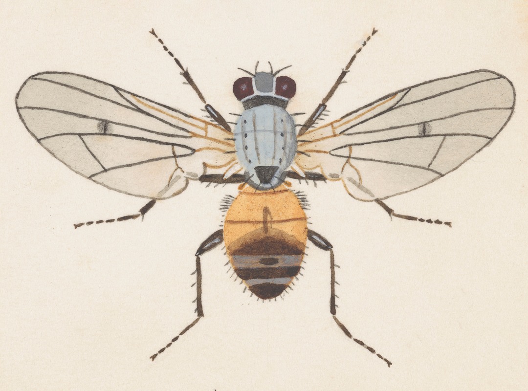 Entomology watercolour Pl.079 by George Hudson — digital art print download