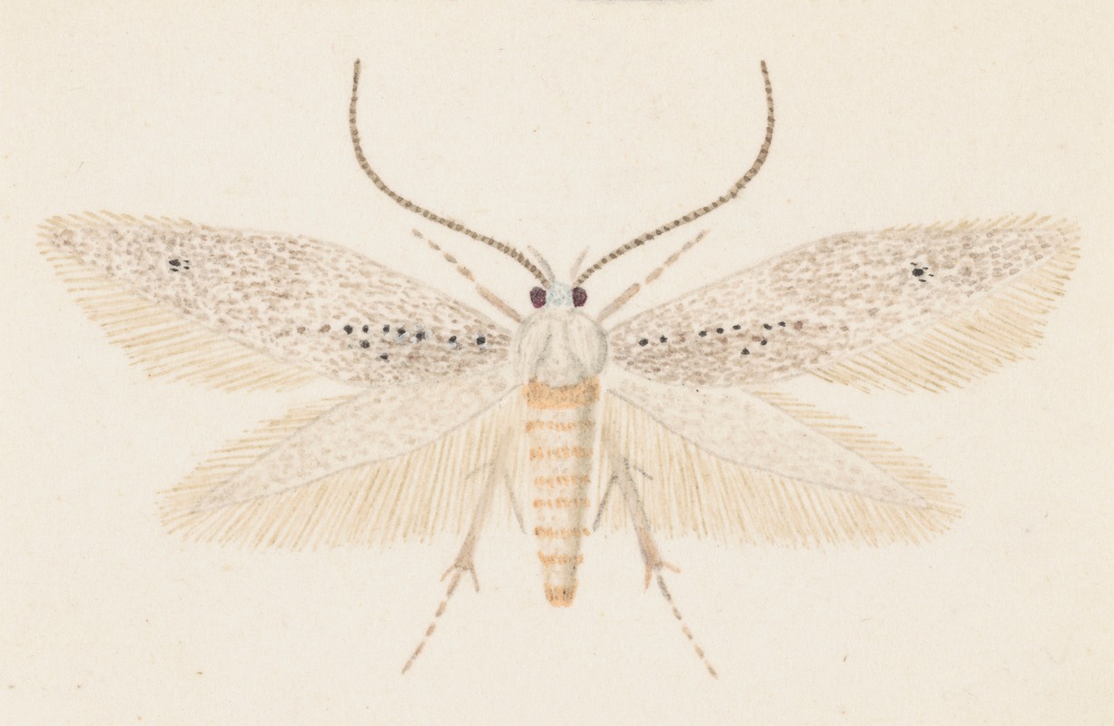 Entomology watercolour Pl.080 by George Hudson — digital art print download