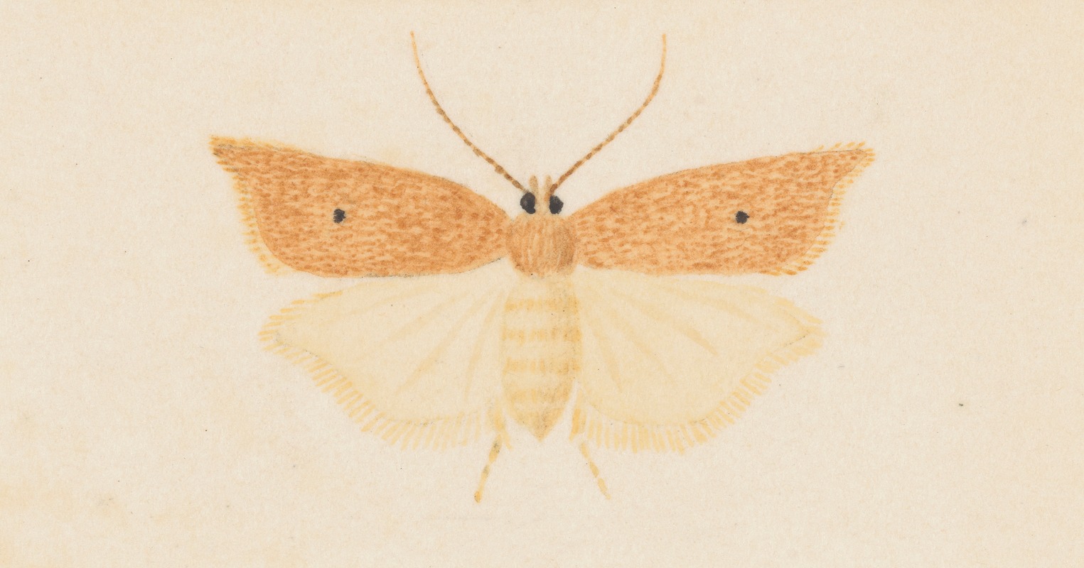 Entomology watercolour Pl.081 — George Hudson