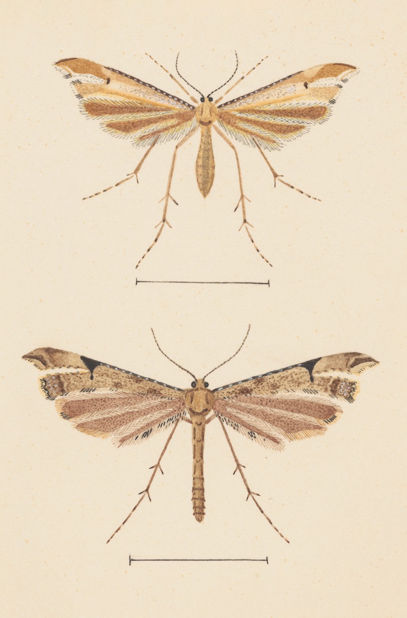 Entomology watercolour Pl.082 by George Hudson — digital art print download