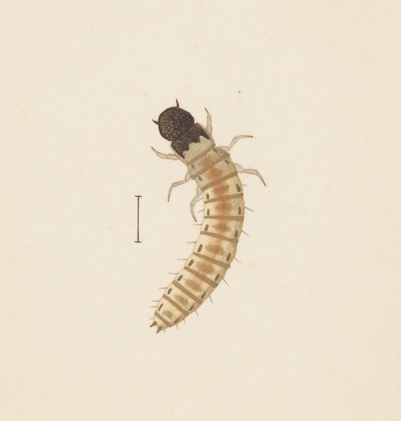 Entomology watercolour Pl.083 by George Hudson — digital art print download