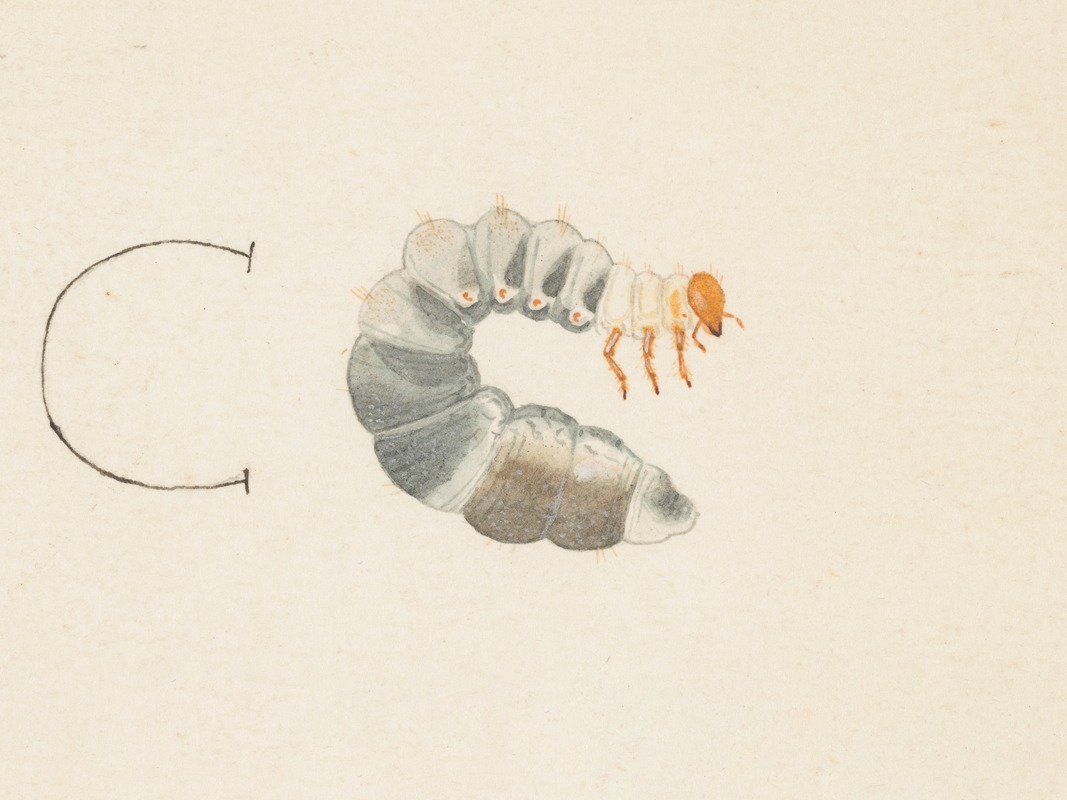 Entomology watercolour Pl.085 by George Hudson — digital art print download