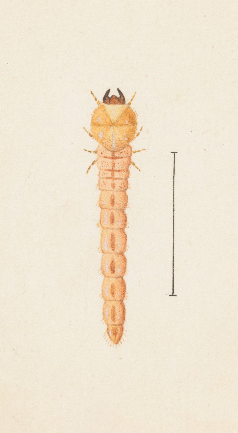 Entomology watercolour Pl.086 by George Hudson — digital art print download