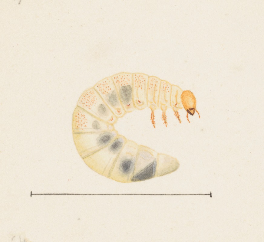 Entomology watercolour Pl.087 by George Hudson — digital art print download